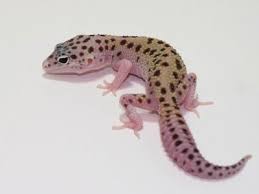 Le Gecko léopard / Les phases Images?q=tbn:ANd9GcQ_yz6Yd0Q1LlzpvCK-aPUp9fZMI5ddF-f6tje9_yjKfxYnPzZ3