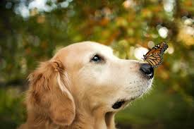 Image result for wallpaper background beautiful animal pictures