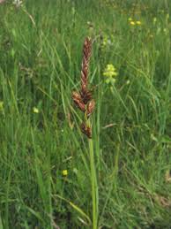 Carex disticha - Wikipedia