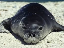 Image result for seal walking sand