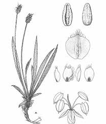 Plantago fuscescens | Piantaggine rossastra – Catalogo piante