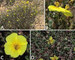 Helianthemum jonium. A) habit, B) part of inflorescence, C) flower, D ...