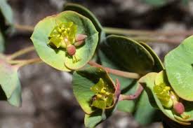 Euphorbia valliniana (1) - Photo Gallery 4 -