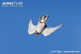 Image result for The Peregrine Falcon Falcoperegrinus