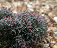 Alpines - Evergreen Alpines - Teucrium subspinosum