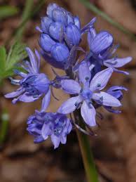 Hyacinthoides italica - Wikipedia