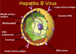 Image result for hepatitis