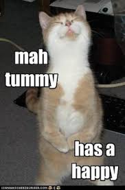 Cat on Pinterest | Cat Memes, Cats and Meme via Relatably.com