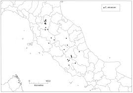 The genus Erysimum (Brassicaceae) in Italy, part III: Key to the ...