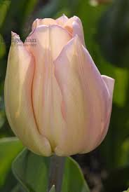 Image result for Tulipa
  ( Salmon Jewel Tulip )