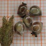 Pulmonaria obscura Dumort., Suffolk lungwort (World flora) - Pl ...