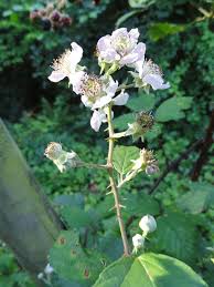 Rubus bifrons - Wikipedia