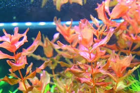 7 common Rotala species that you can choose for the background