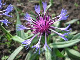 Centaurea triumfettii - Wikipedia