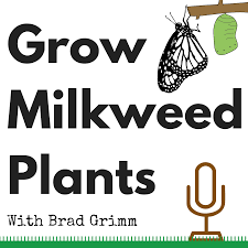 Grow Milkweed Plants