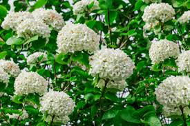 How to Grow and Care for Viburnum: