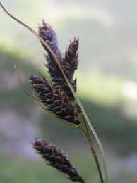 File:Carex aterrima.JPG - Wikimedia Commons
