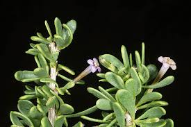 Lycium intricatum Boiss. | Plants of the World Online | Kew Science