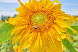 Revised title: Sunflower Pollen