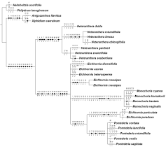 Total evidence phylogeny of Pontederiaceae (Commelinales) sheds ...