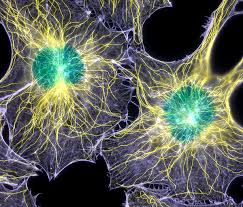 Image result for cell pictures