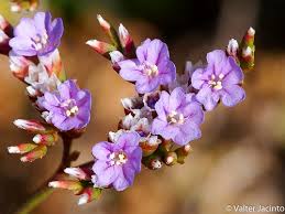 Sea-Lavenders (Genus Limonium) · iNaturalist