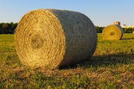 local hay bales for sale