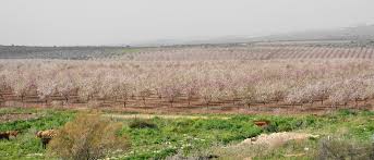 Image result for almond trees in bloom in israel