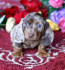 Image result for smooth coat dachshunds