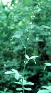 Agrimonia gryposepala - Online Virtual Flora of Wisconsin