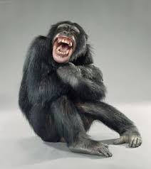 Αποτέλεσμα εικόνας για laughing monkey photos