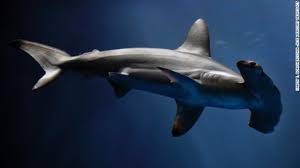 Image result for hammer head shark