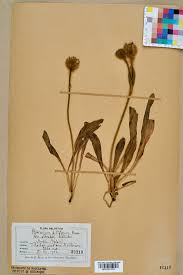 Hieracium piliferum - Wikispecies