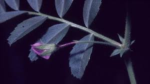 Cicer arietinum L. | Plants of the World Online | Kew Science