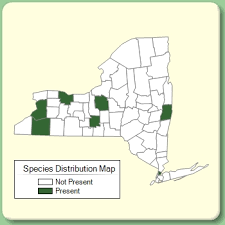 Nicotiana rustica - Species Page - NYFA: New York Flora Atlas
