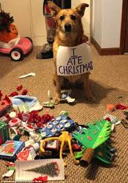 Image result for dogs laying on wrapped christmas gifts