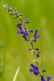 Salvia pratensis - Wikipedia
