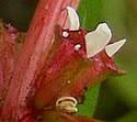 Rotala ramosior (Toothcup): Minnesota Wildflowers