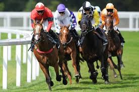 Image result for horse racing
