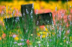Image result for country cemetery