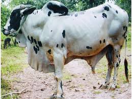 Image result for പശു