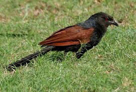 Image result for The Green Billed Coucal