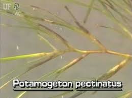 Potamogeton pectinatus – UF/IFAS Center for Aquatic and Invasive ...