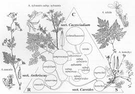 Species boundaries, phylogenetic relationships, and ecological ...