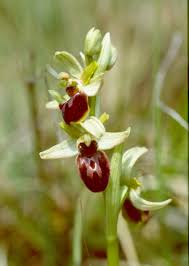 Biological Flora of the British Isles: Ophrys sphegodes - Jacquemyn ...