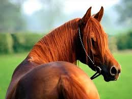 Résultats de recherche d'images pour « chevaux arabe »