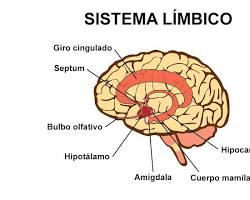 Sistema límbico humano