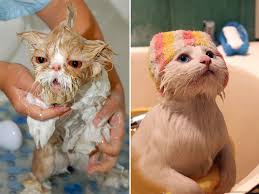 Bildergebnis für katzen baden lustig bilder kostenlos