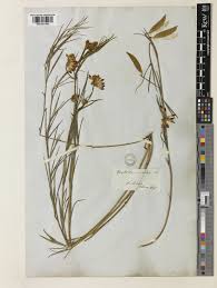 Vicia sicula (Raf.) Guss. | Plants of the World Online | Kew Science