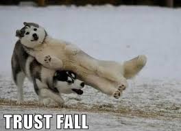 Image result for funny animal